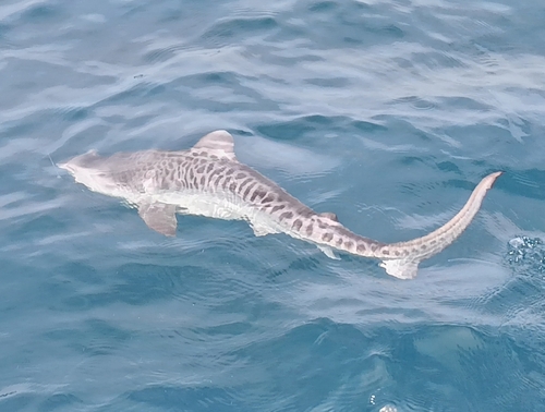 サメの釣果