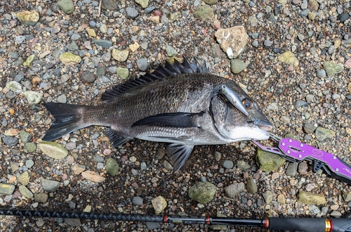 チヌの釣果