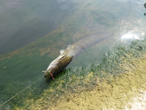 ナマズの釣果