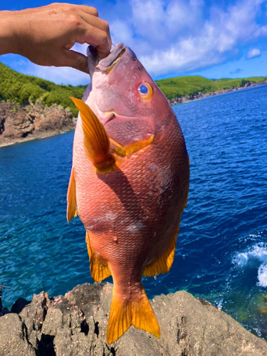 シブダイの釣果