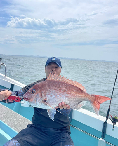 マダイの釣果