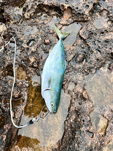 イナダの釣果