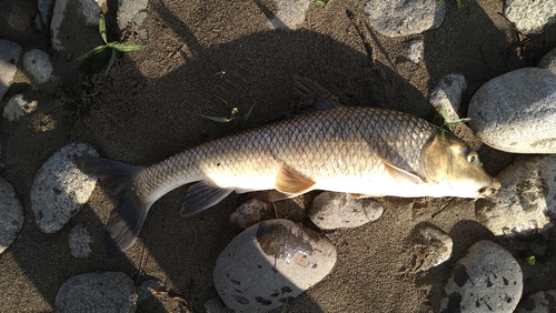 ニゴイの釣果