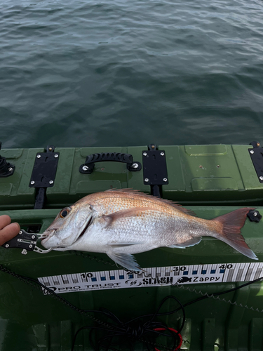 タイの釣果