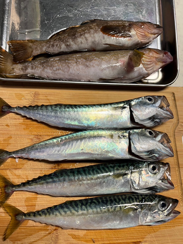 アブラコの釣果