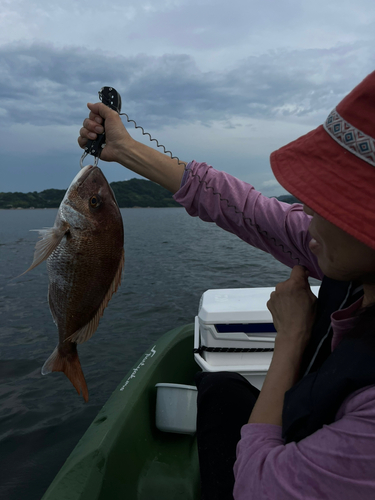 タイの釣果