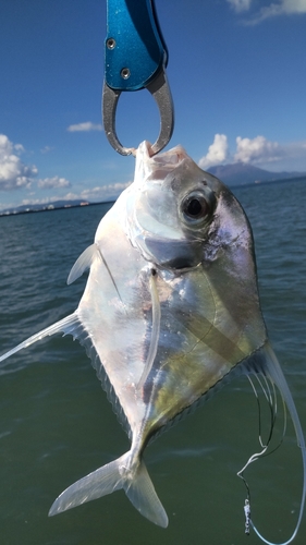 イトヒキアジの釣果