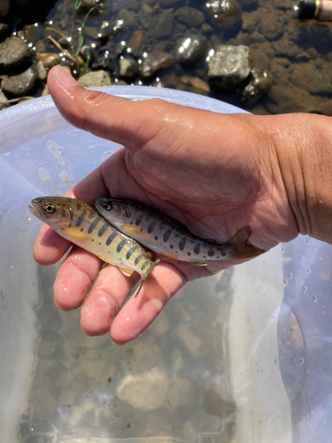 ヤマメの釣果