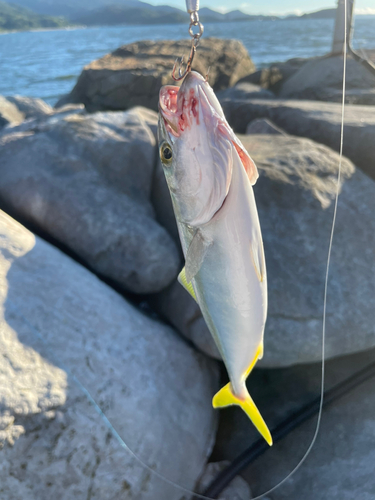 ネリゴの釣果