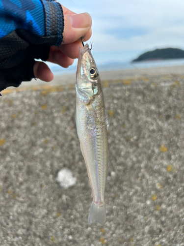 シロギスの釣果