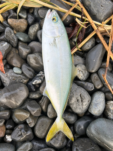 ワカシの釣果