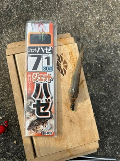 マハゼの釣果