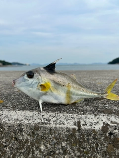 ギマの釣果