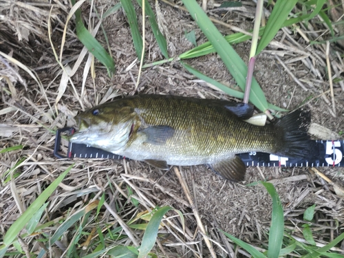 スモールマウスバスの釣果