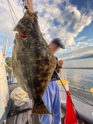 ヒラメの釣果