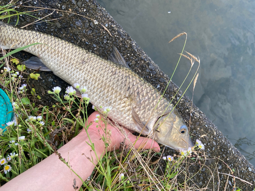 ニゴイの釣果