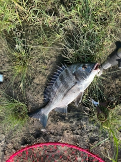 チヌの釣果