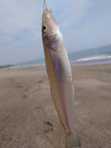 シロギスの釣果