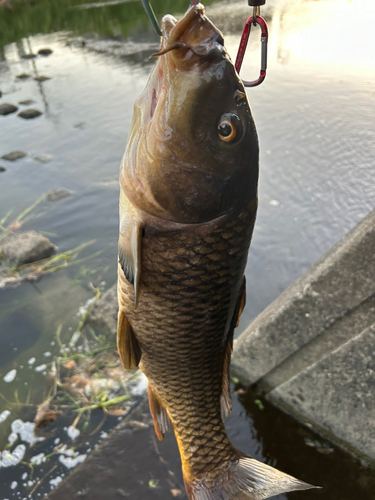 コイの釣果