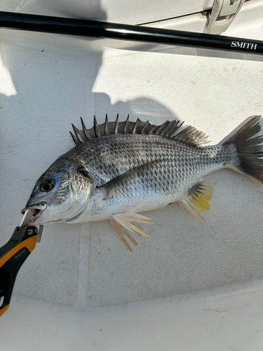 キビレの釣果