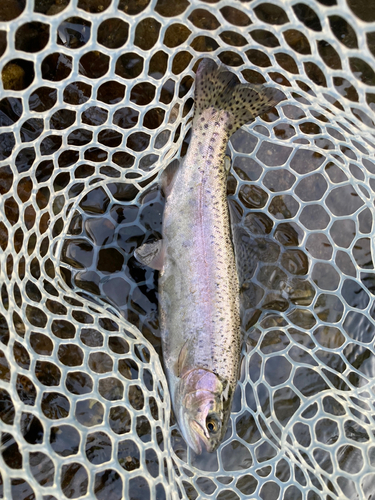 ニジマスの釣果