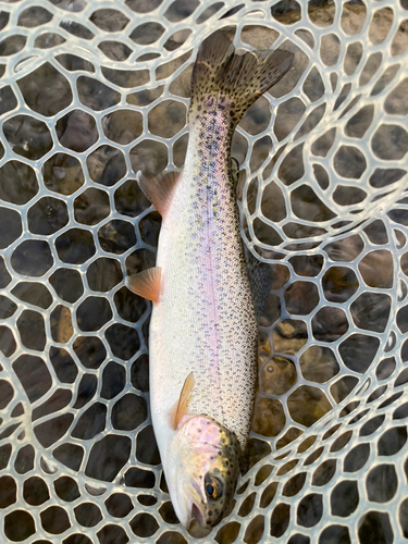 ニジマスの釣果