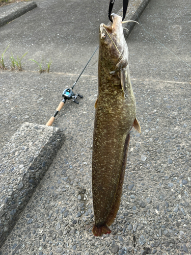 ナマズの釣果