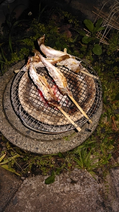 イワナの釣果