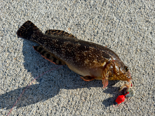 クジメの釣果