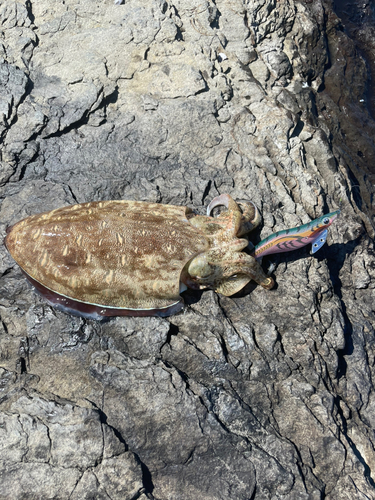 コウイカの釣果