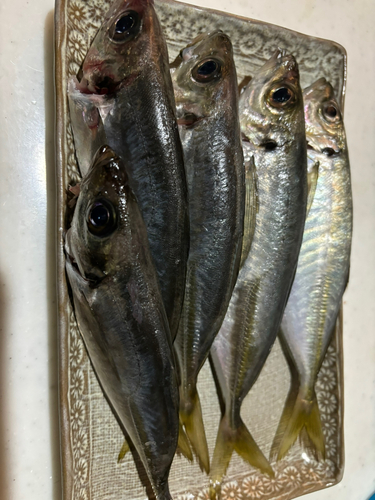 アジの釣果