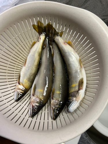 アユの釣果