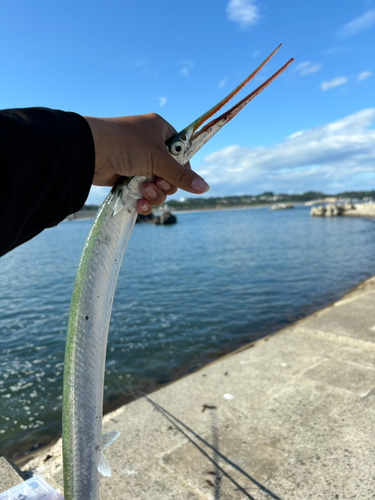 ダツの釣果