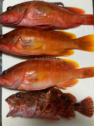 アカハタの釣果