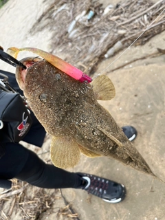 マゴチの釣果