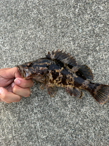 ベッコウゾイの釣果