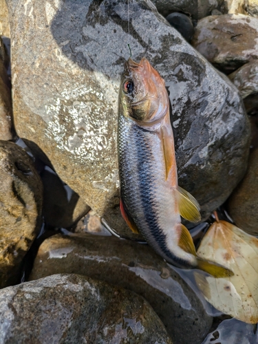 カワムツの釣果