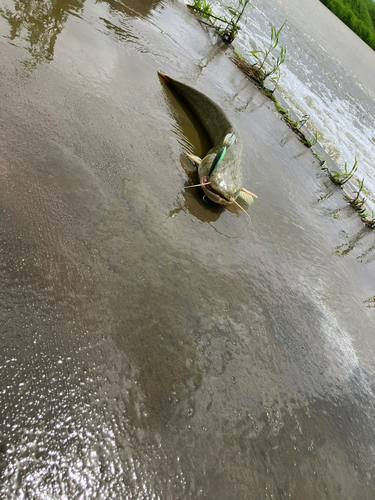 ナマズの釣果