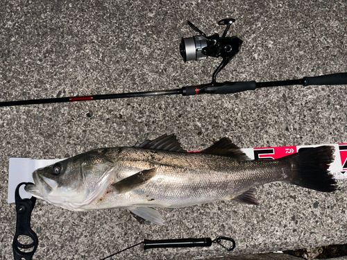 シーバスの釣果