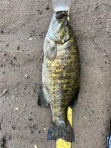 スモールマウスバスの釣果