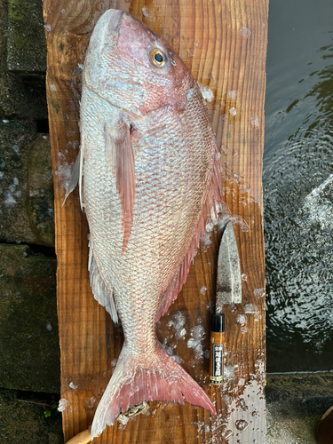 ケンサキイカの釣果