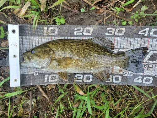 スモールマウスバスの釣果