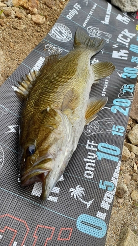 スモールマウスバスの釣果