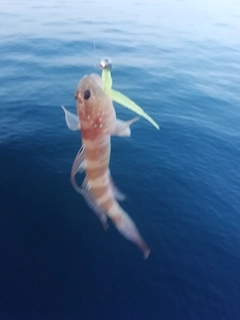 イトヒキハゼの釣果