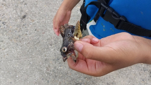 ハゼの釣果