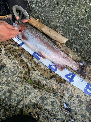 ニジマスの釣果