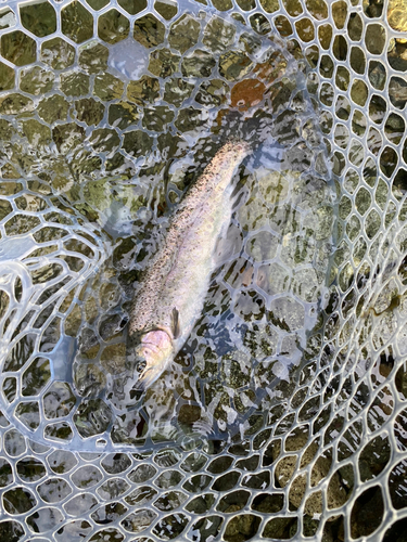 ニジマスの釣果