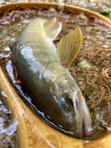 イワナの釣果