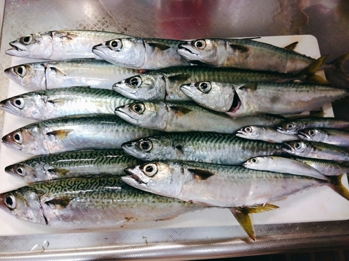 サバの釣果