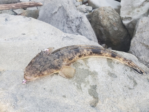 コチの釣果